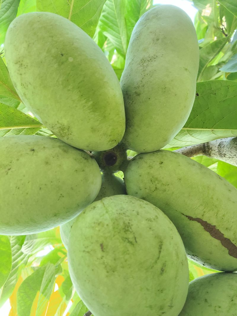 김안식~납작복숭아님의 장터 판매 상품 [포포열매 ] 첨부 사진