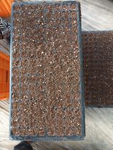 팜모닝 배추·파종•정식 게시글 이미지