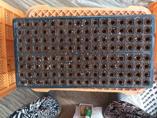 신현주님의 배추 · 파종•정식 작성글 사진