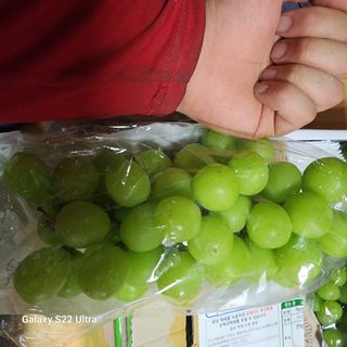 일심묘목농원님의 기타작물 · 자유게시판 작성글 사진