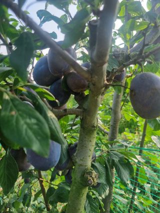 일심묘목농원님의 기타작물 · 자유게시판 작성글 사진