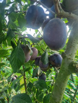 일심묘목농원님의 기타작물 · 자유게시판 작성글 사진