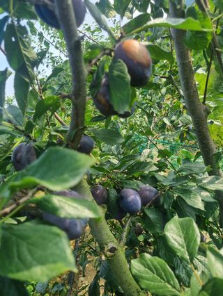 일심묘목농원님의 기타작물 · 자유게시판 작성글 사진