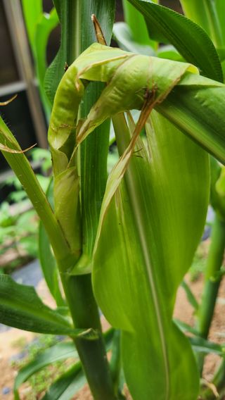 김호경.님의 옥수수 · 병해충상담 작성글 사진
