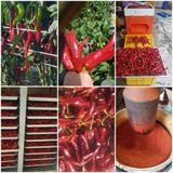 팜모닝 고추·일상 게시글 이미지