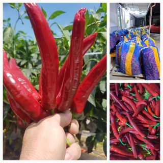 꿈드림뜨락님의 고추 · 일상 작성글 사진