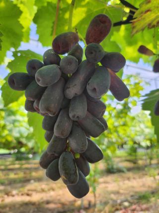 하늘소나무(천영숙)님의 포도 · 자유게시판 작성글 사진