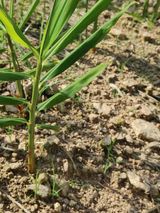 팜모닝 기타작물·병해충상담 게시글 이미지