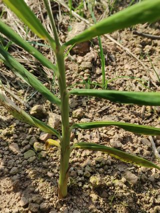 엉뚱한농사꾼임경섭님의 기타작물 · 병해충상담 작성글 사진