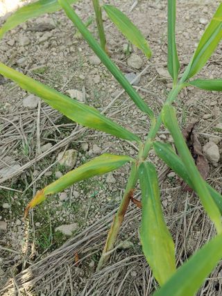 엉뚱한농사꾼임경섭님의 기타작물 · 병해충상담 작성글 사진