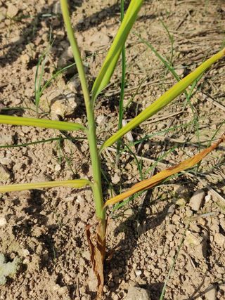 엉뚱한농사꾼임경섭님의 기타작물 · 병해충상담 작성글 사진