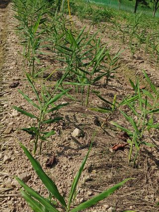 엉뚱한농사꾼임경섭님의 기타작물 · 병해충상담 작성글 사진