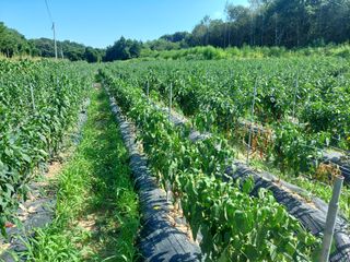 인휴정농장님의 고추 · 영농일지 작성글 사진