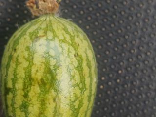 곱게자란아이님의 호박 · 병해충상담 작성글 사진