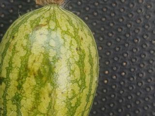 곱게자란아이님의 호박 · 병해충상담 작성글 사진