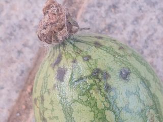 곱게자란아이님의 호박 · 병해충상담 작성글 사진