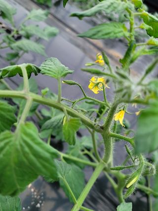 권미화님의 토마토 · 병해충상담 작성글 사진