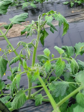 권미화님의 토마토 · 병해충상담 작성글 사진