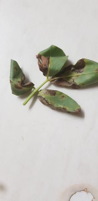 둥이엄마님의 콩 · 병해충상담 작성글 사진