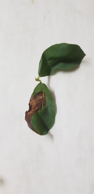 둥이엄마님의 콩 · 병해충상담 작성글 사진
