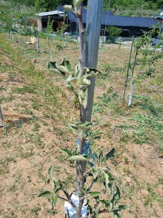 이홍균님의 사과 · 병해충상담 작성글 사진