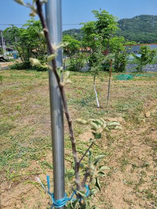 이홍균님의 사과 · 병해충상담 작성글 사진