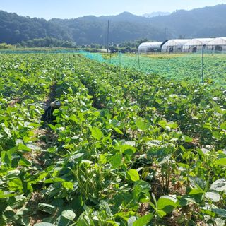 강원도 횡성군님의 콩 · 자유게시판 작성글 사진