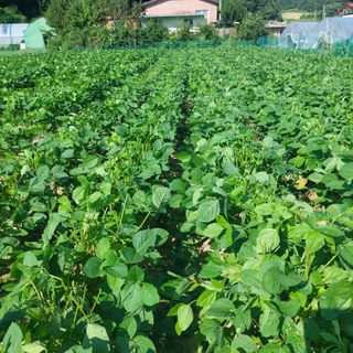 강원도 횡성군님의 콩 · 자유게시판 작성글 사진