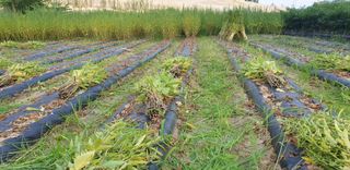 권오영님의 참깨 · 자유게시판 작성글 사진