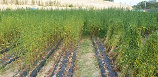 권오영님의 참깨 · 자유게시판 작성글 사진