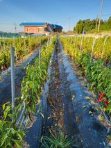 팜모닝 고추·병해충상담 게시글 이미지