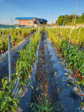 양희길 님의 고추 · 병해충상담 작성글 사진
