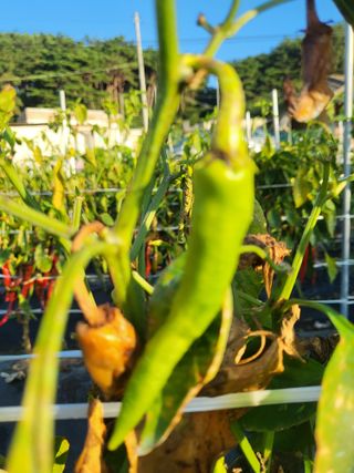 양희길 님의 고추 · 병해충상담 작성글 사진