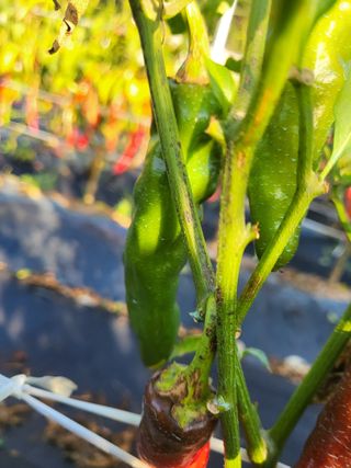 양희길 님의 고추 · 병해충상담 작성글 사진