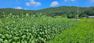 향적농원(정은상)님의 고추 · 일상 작성글 사진