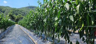 향적농원(정은상)님의 고추 · 일상 작성글 사진