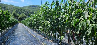 향적농원(정은상)님의 고추 · 일상 작성글 사진