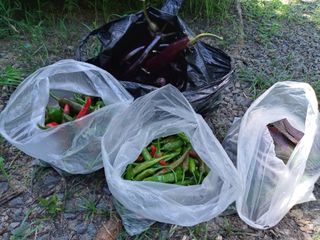 우곡123님의 감 · 영농일지 작성글 사진