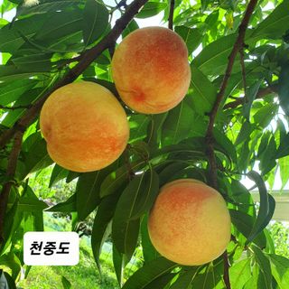 산들농장(화성)님의 복숭아 · 자유게시판 작성글 사진