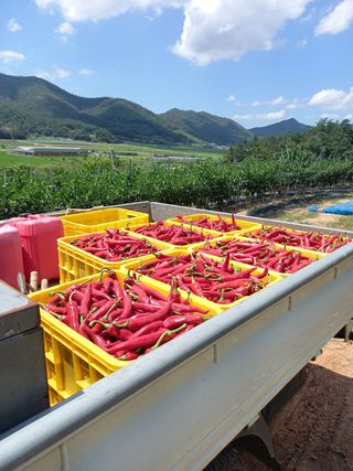 보성득량님의 고추 · 영농일지 작성글 사진