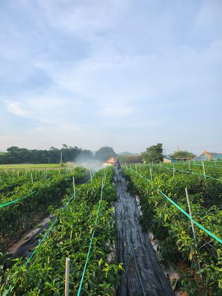 팜블리분매리농윈님의 고추 · 영농일지 작성글 사진
