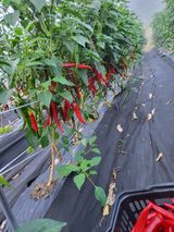 팜모닝 고추·영농일지 게시글 이미지