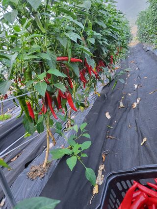 바람소리님의 고추 · 영농일지 작성글 사진