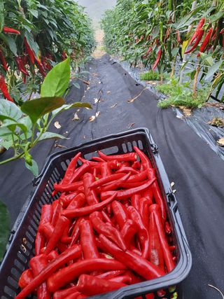 바람소리님의 고추 · 영농일지 작성글 사진