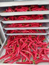 팜모닝 고추·수확 게시글 이미지