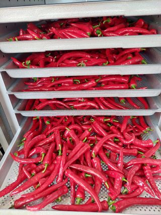 쌍둥이할매님의 고추 · 수확 작성글 사진