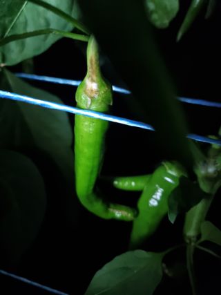 정민지호맘님의 고추 · 병해충상담 작성글 사진