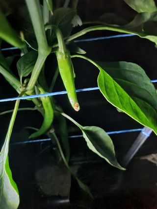 정민지호맘님의 고추 · 병해충상담 작성글 사진