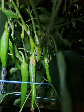 정민지호맘님의 고추 · 병해충상담 작성글 사진