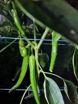 팜모닝 고추·병해충상담 게시글 이미지